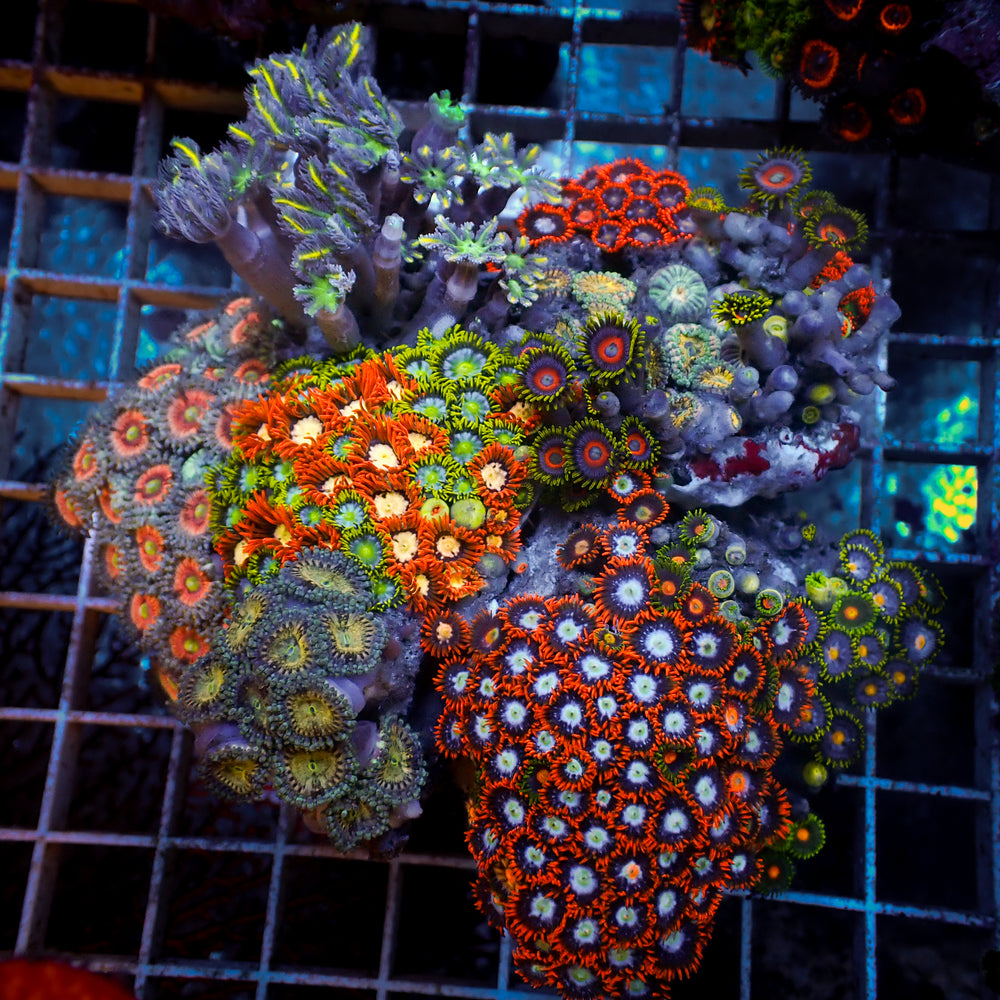 WYSIWYG Rainbow Zoa Cloves Combo Rock Colony (4-5”)