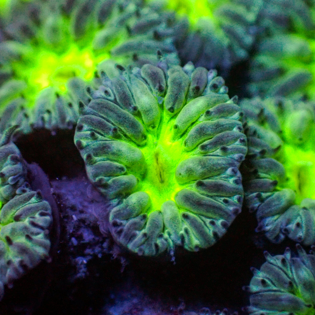 Nuclear Wave Blastomussa Merletti (⚫Black Friday Steal!) - Corals Anonymous