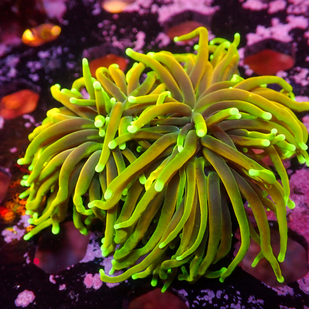 WYSIWYG Inferno HellFire Indo Gold Torch Colony (2 Polyps)