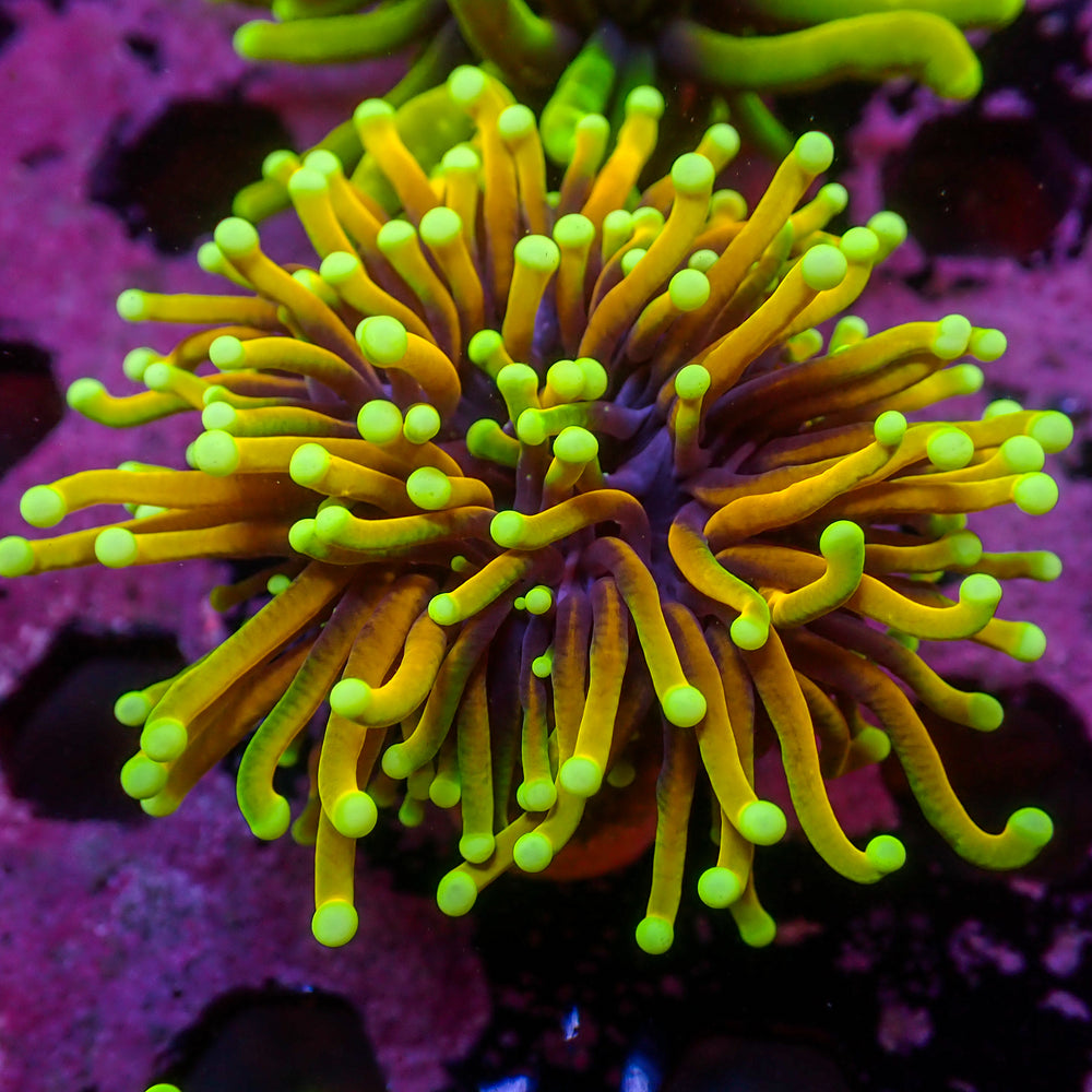 WYSIWYG Hellfire Indo Gold Torch (1 Polyp)