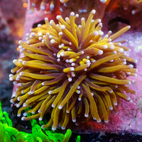 WYSIWYG CA 24k Gold Indo Torch Colony (3 Polyps)