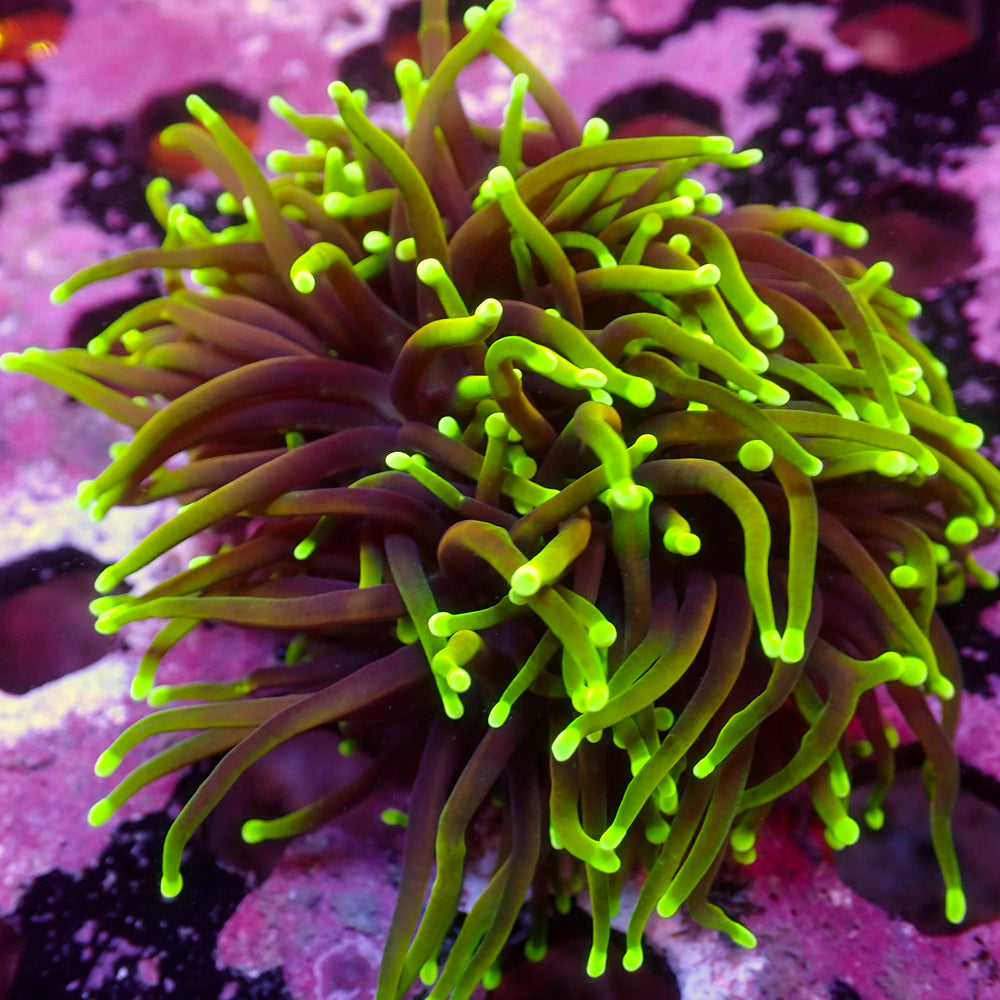 WYSIWYG Dragon Soul Torch Colony (3 Polyps) - Corals Anonymous