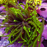 WYSIWYG Dragon Soul Torch Colony (3 Polyps)