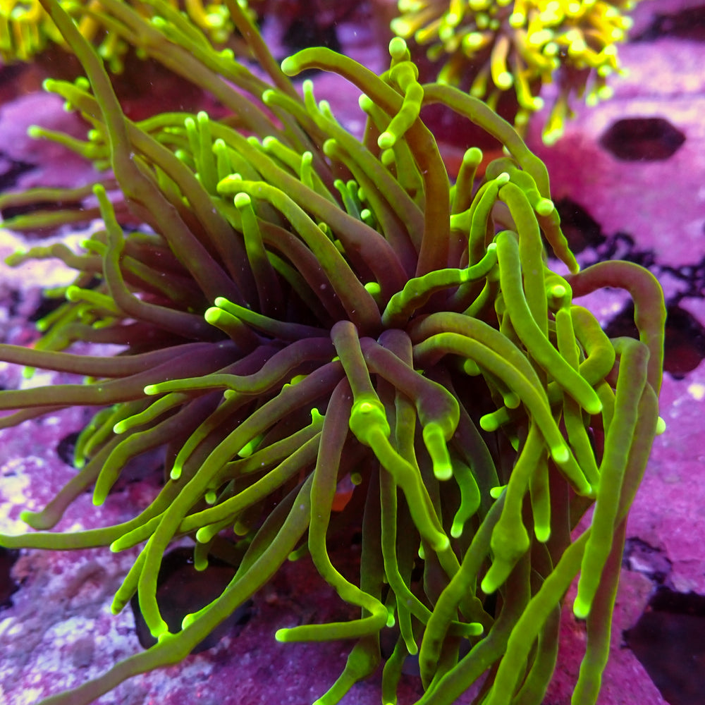 WYSIWYG Dragon Soul Torch Colony (3 Polyps)