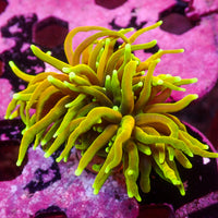 WYSIWYG Hellfire Indo Gold Torch (1 Polyp)