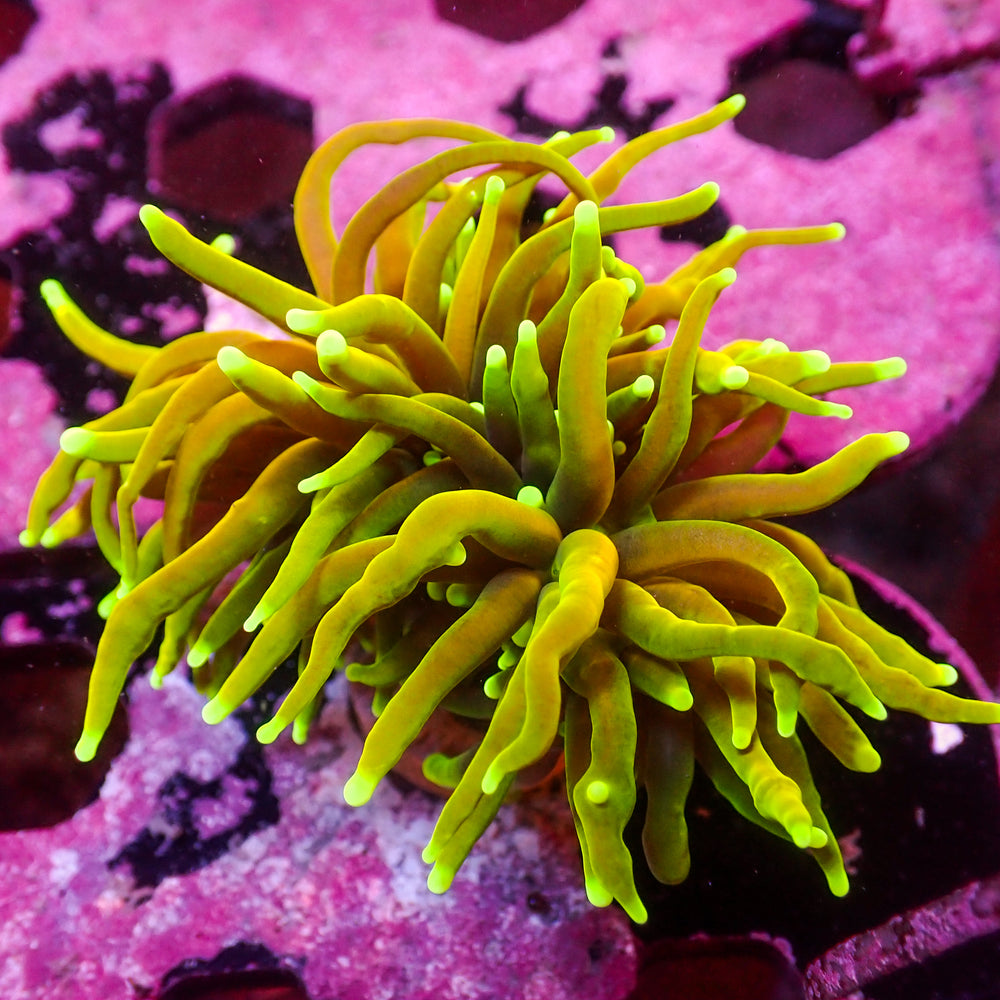 WYSIWYG Hellfire Indo Gold Torch (1 Polyp)