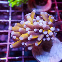 WYSIWYG CA 24k Gold Indo Torch Colony (1 Polyp)