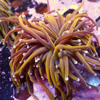 WYSIWYG NY Knicks Torch Colony (2 Polyps)