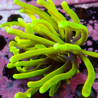 WYSIWYG Hellfire Indo Gold Torch (1 Polyp)