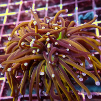 WYSIWYG NY Knicks Torch Colony (3 Polyps)