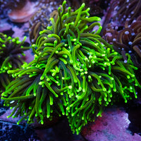 WYSIWYG Dragon Soul Torch Colony (4 Polyps)