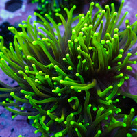 WYSIWYG Dragon Soul Torch Colony (2 Polyps)