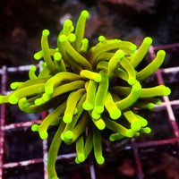 WYSIWYG Hellfire Indo Gold Torch (1 Polyp)