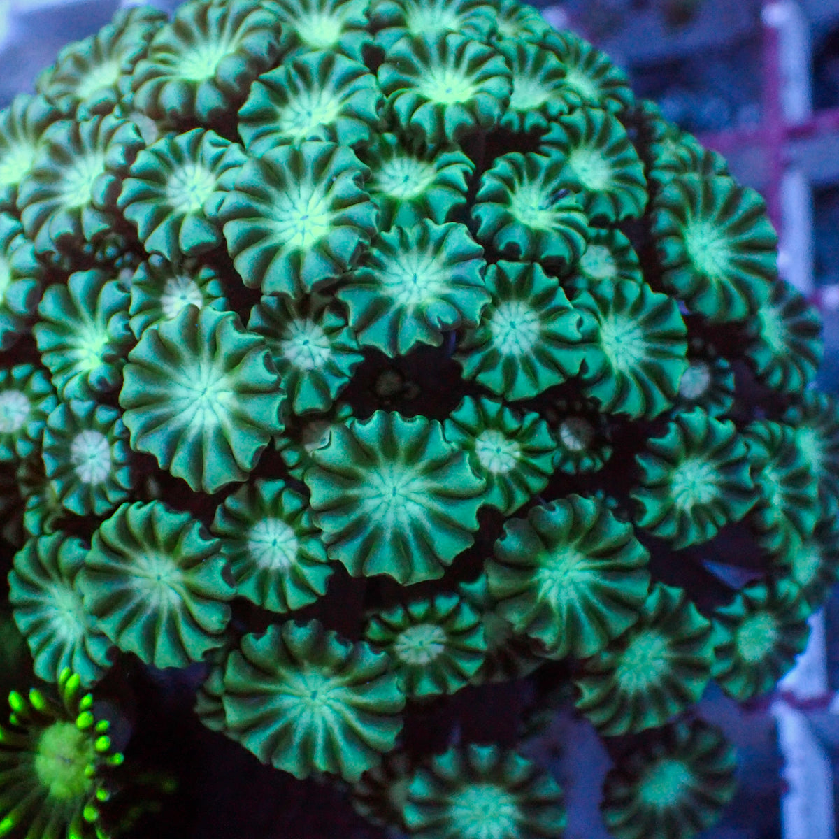 Teal Umbrella Alveopora - Corals Anonymous