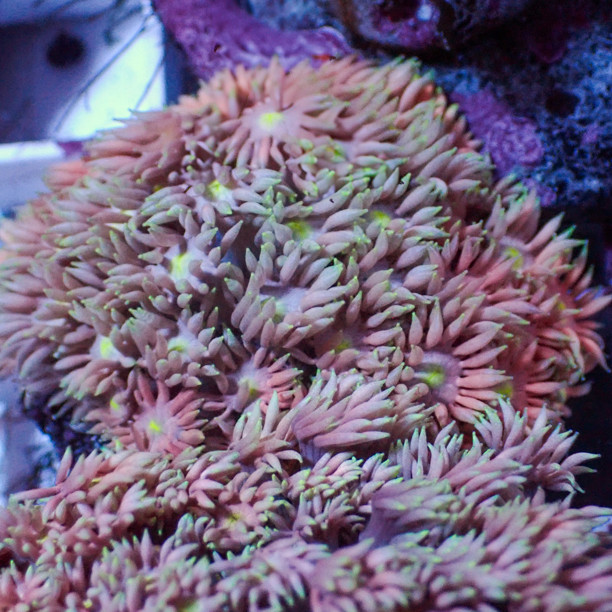 Rainbow Pink Dream Goniopora (0.5-1”) - Corals Anonymous