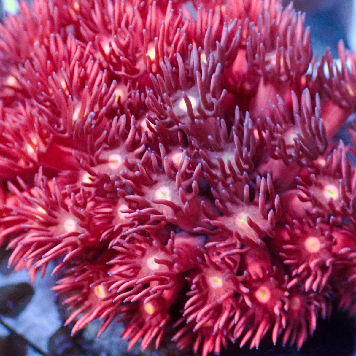 Hot Pink Luster Goniopora (0.5-1”) - Corals Anonymous