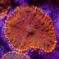Orange Rhodactis Mushroom - Corals Anonymous