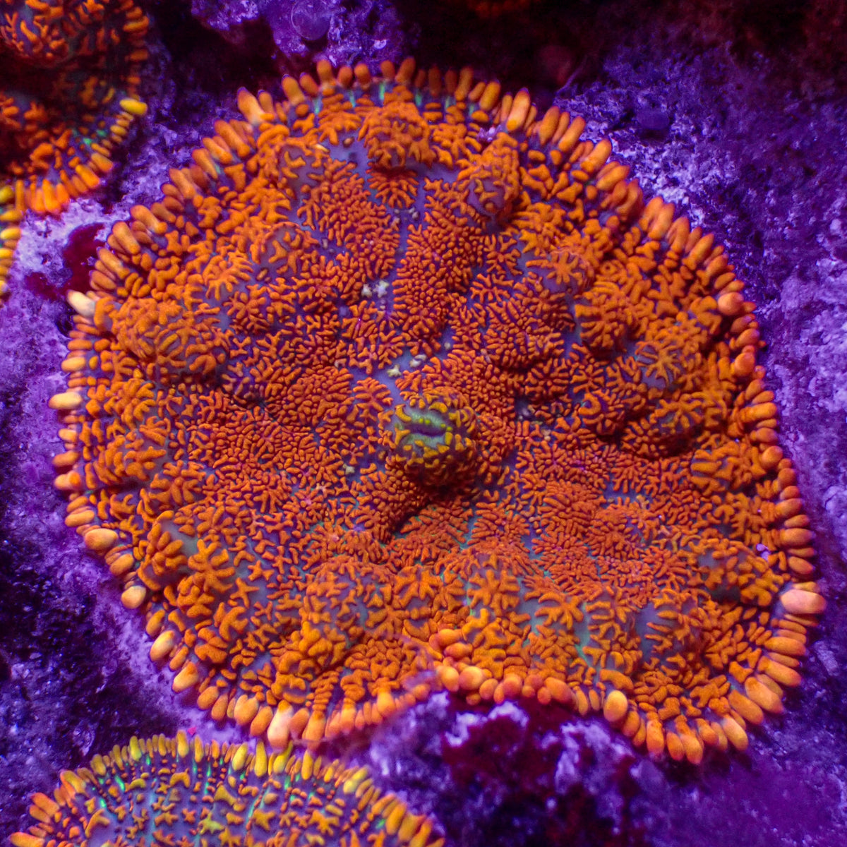 Orange Rhodactis Mushroom - Corals Anonymous
