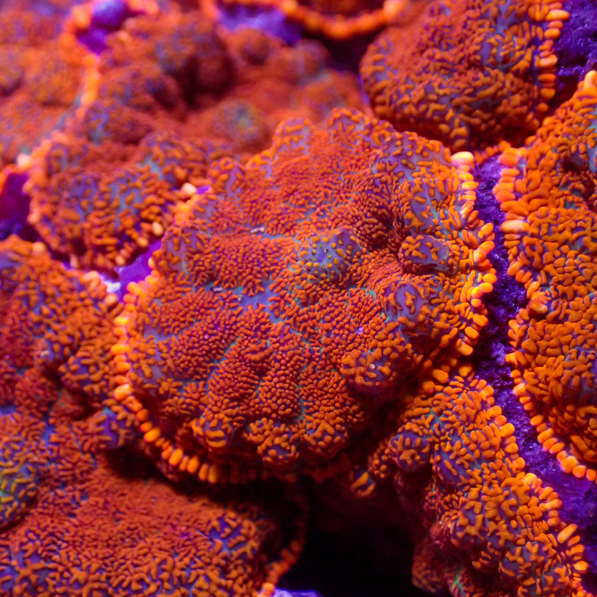Orange Rhodactis Mushroom - Corals Anonymous