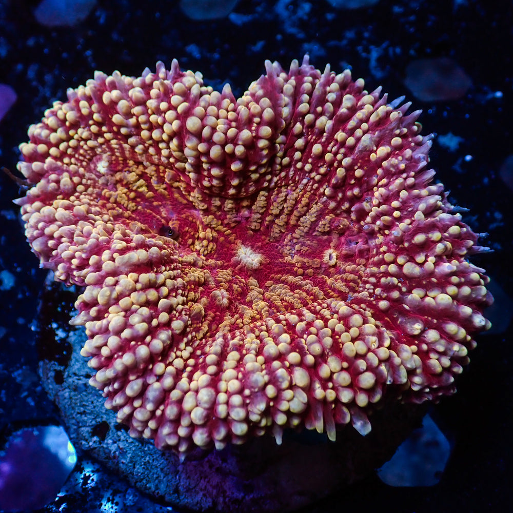 WYSIWYG Eternal Lust Multicolor Lobo (2-3