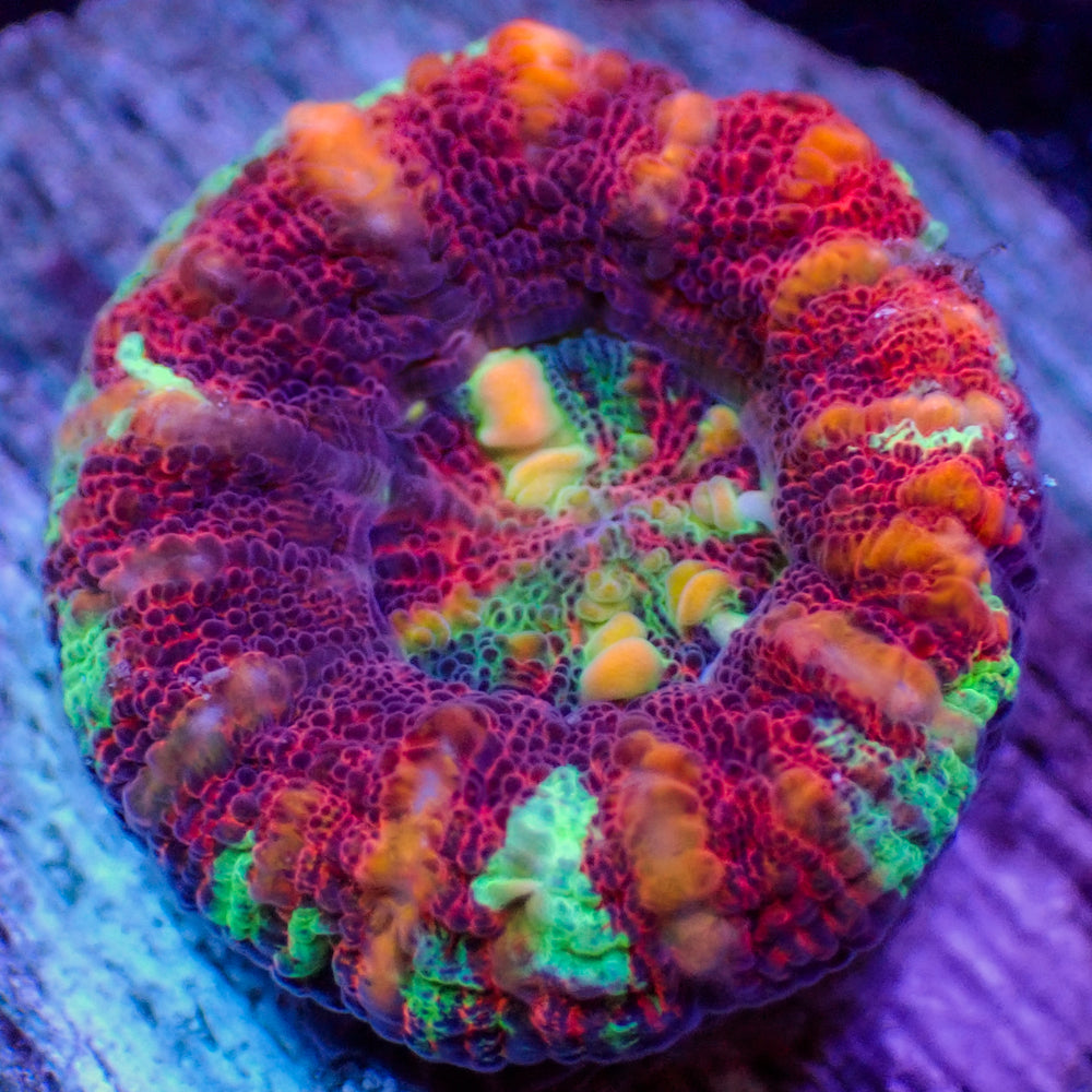 WYSIWYG Rainbow Aussie Lava Button Scoly (0.5-1”)
