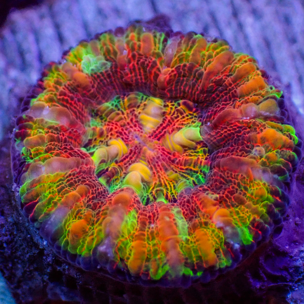 WYSIWYG Aussie Ultra Rainbow Lava Button Scoly (0.5-1.5”)