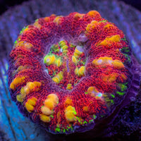 WYSIWYG Rainbow Aussie Lava Button Scoly (0.5-1”) (Copy)