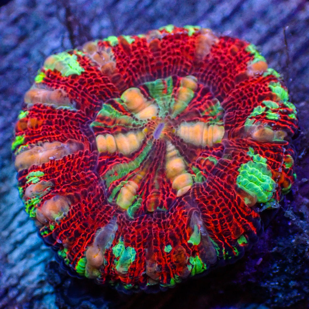 WYSIWYG Rainbow Aussie Lava Button Scoly (0.5-1”)