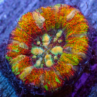 WYSIWYG Aussie Ultra Rainbow Lava Button Scoly (0.5-1.5”)