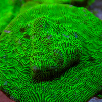 Hulk Green Leptoseris SPS (0.5-1” Frag)

