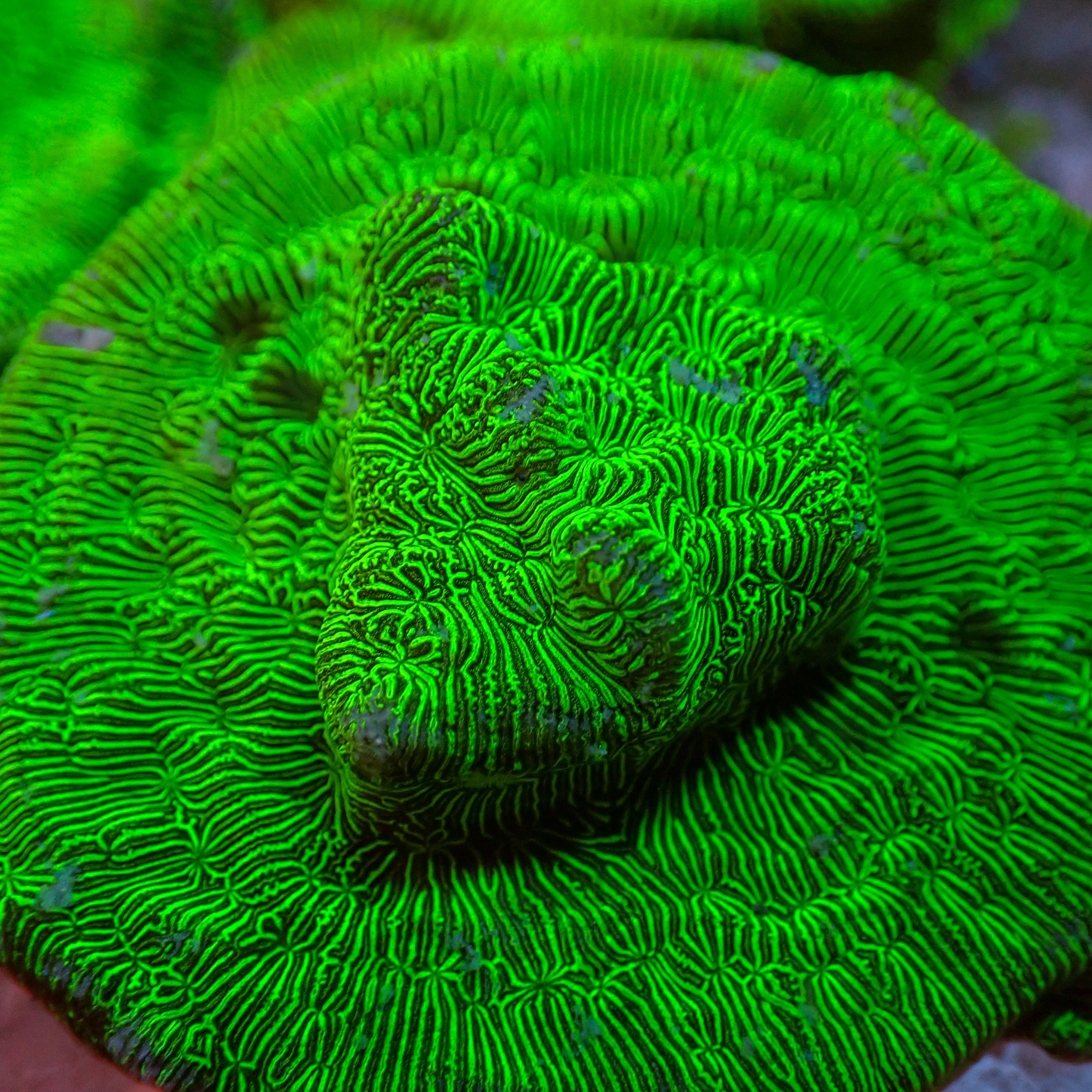 緑色が映える深海種 ウニ殻標本(Hesperocidaris perplexa) PA300185_2992x.jpg?v=1761873067
