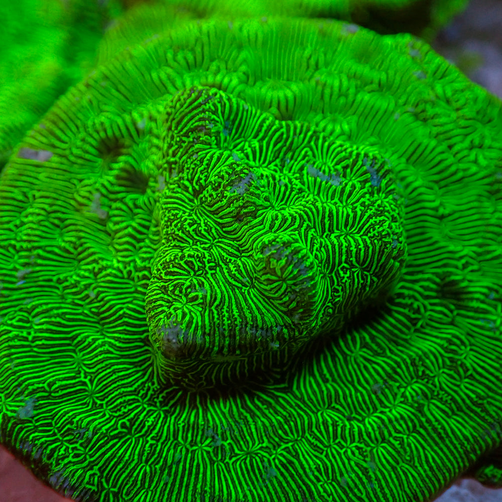 Hulk Green Leptoseris SPS (0.5-1” Frag)