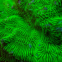 Hulk Green Leptoseris SPS (0.5-1” Frag)

