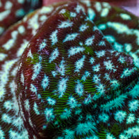 Frankenstein Leptoseris (0.5-1”)
