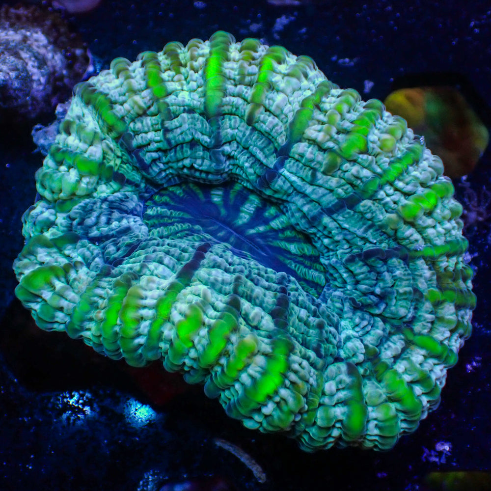 WYSIWYG Radioactive Stripe Cynarina (2-3