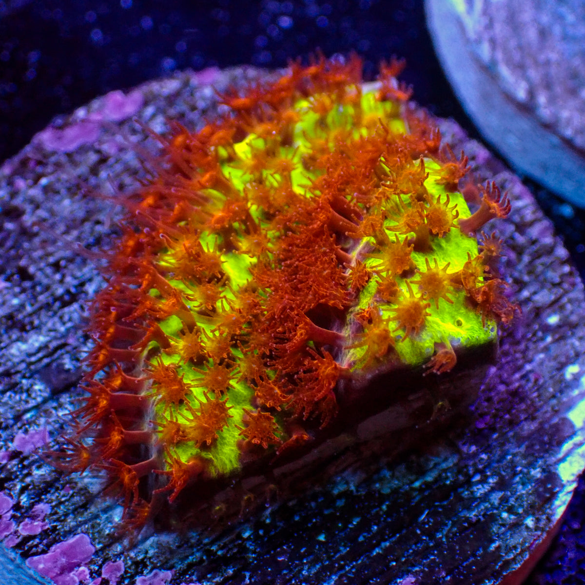 Burning Banana Stylocoeniella (.5-1” Frag) - Corals Anonymous