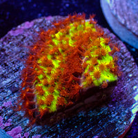 Buring Banana Stylocoeniella (.5-1” Frag)
