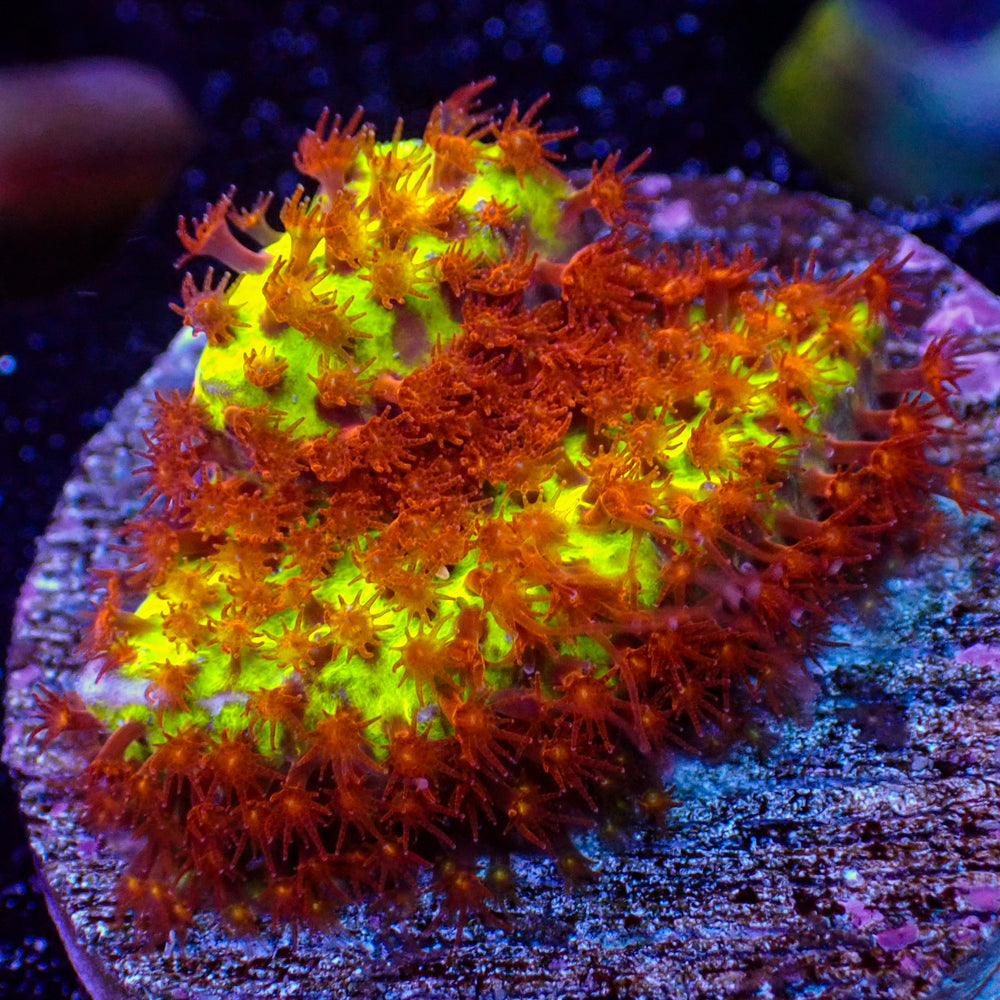 Buring Banana Stylocoeniella (.5-1” Frag)