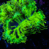 WYSIWYG Blue Tip Elegance Colony (3-4")