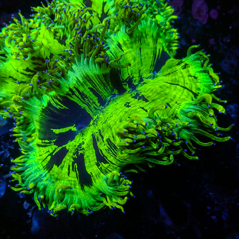 WYSIWYG Blue Tip Elegance Colony (3-4