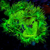 WYSIWYG Blue Tip Elegance Colony (3-4")