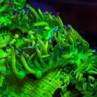 WYSIWYG Blue Tip Elegance Colony (3-4")