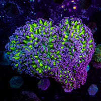 WYSIWYG Purple Tip Wall Hammer  (3-4")