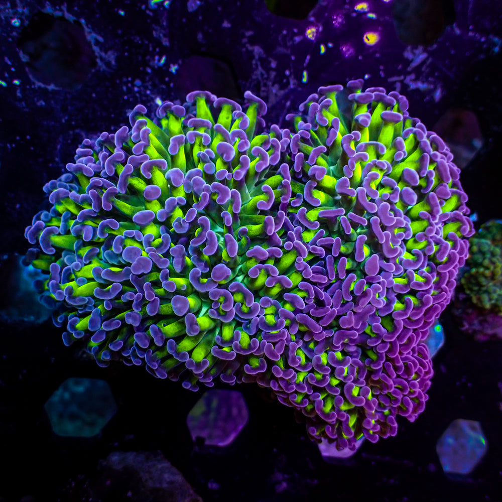 WYSIWYG Purple Tip Wall Hammer  (3-4