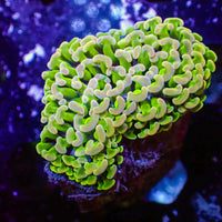 WYSIWYG Golden Rainbow Wall Hammer (1-2")