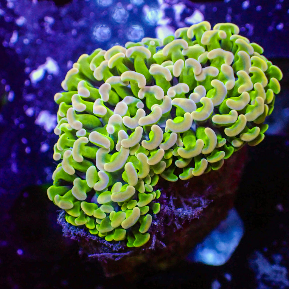 WYSIWYG Golden Rainbow Wall Hammer (1-2