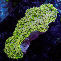 WYSIWYG Golden Rainbow Wall Hammer (2-3")