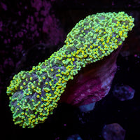 WYSIWYG Golden Rainbow Wall Frogspawn Colony (4-5")