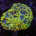 Aussie Golden Rainbow Frogspawn Wall Colony - Corals Anonymous