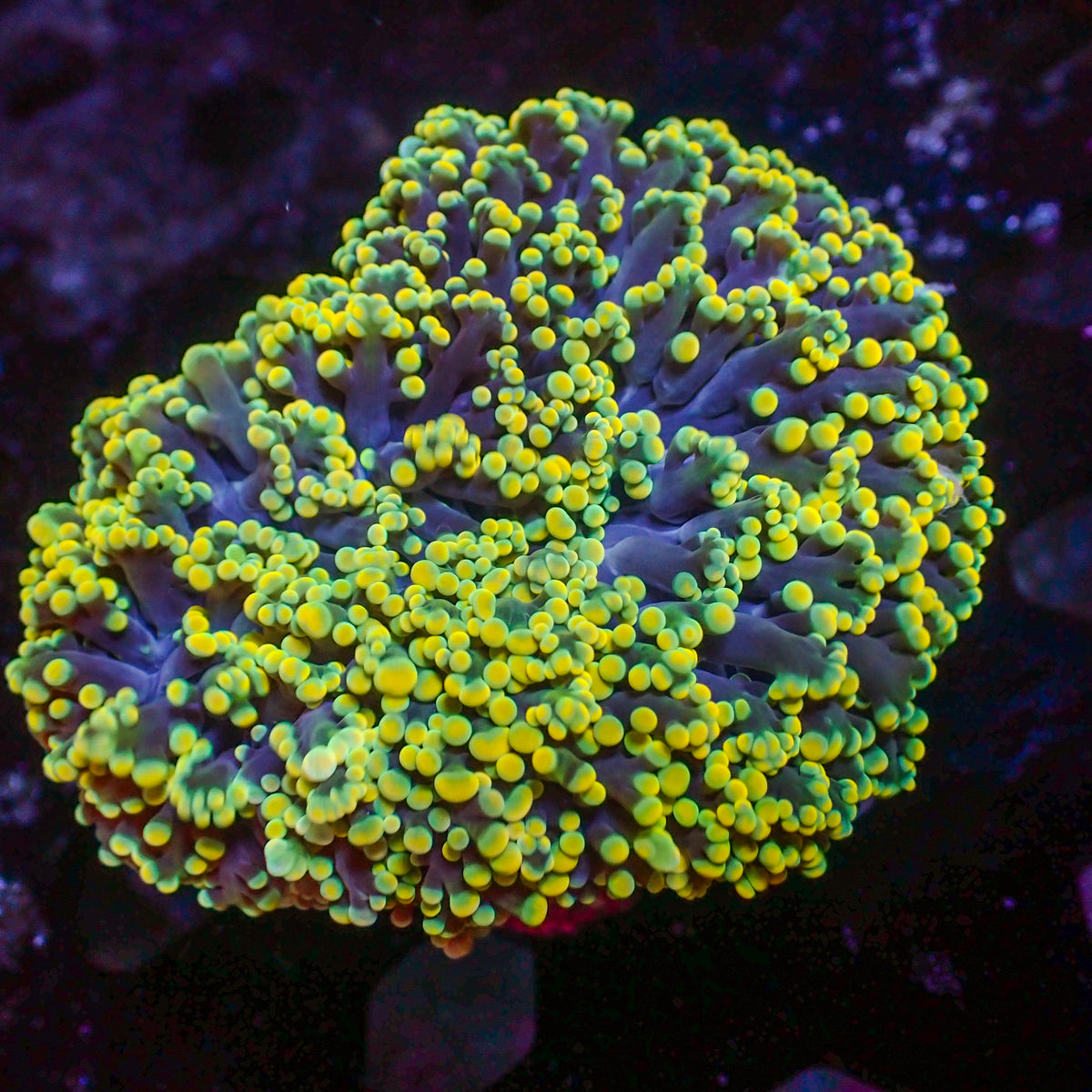 Aussie Golden Rainbow Frogspawn Wall Colony - Corals Anonymous